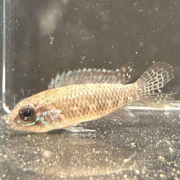 画像3: アピストグラマ エリザベサエ(リオネグロ) ペア WILD (3)