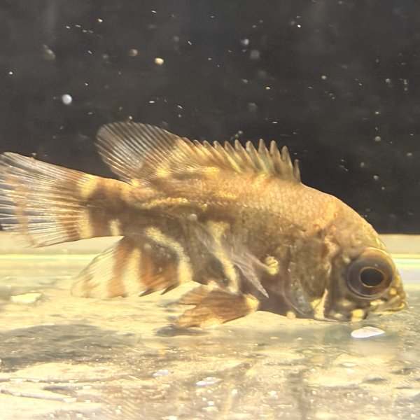 画像2: レッドベリーオスカー(4cm±)WILD (2)