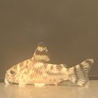 画像3: コリドラス ゼブリーナ(3cm±)ブリード (3)