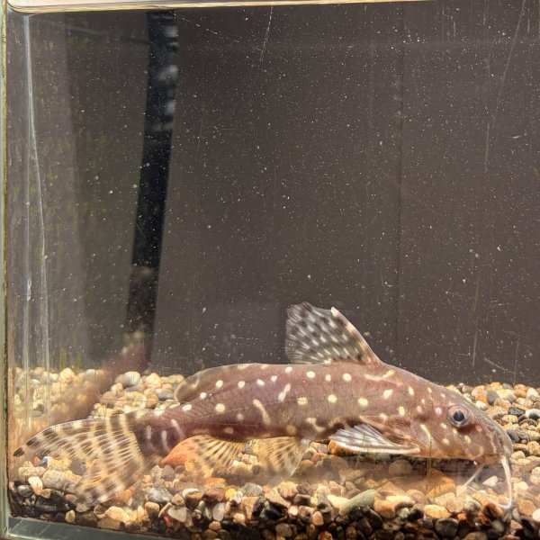 画像3: シノドンティス・アンジェリカス(11cm±)WILD (3)