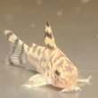 画像2: コリドラス ゼブリーナ(3cm±)ブリード (2)