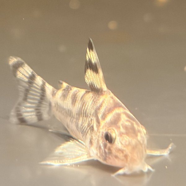 画像2: コリドラス ゼブリーナ(3cm±)ブリード (2)