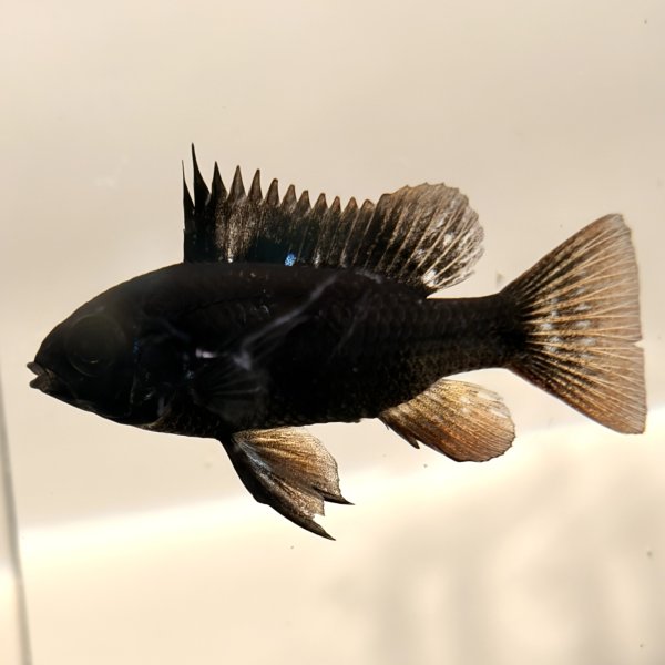 画像4: スーパーブラックラミレジィ 1ペア (4)