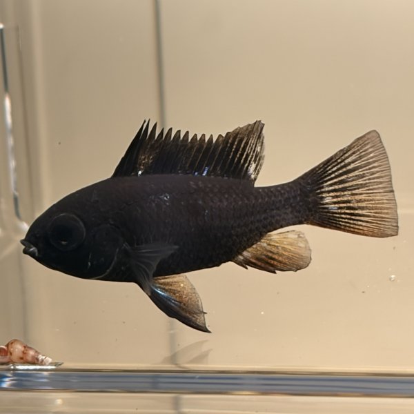 画像3: スーパーブラックラミレジィ 1ペア (3)