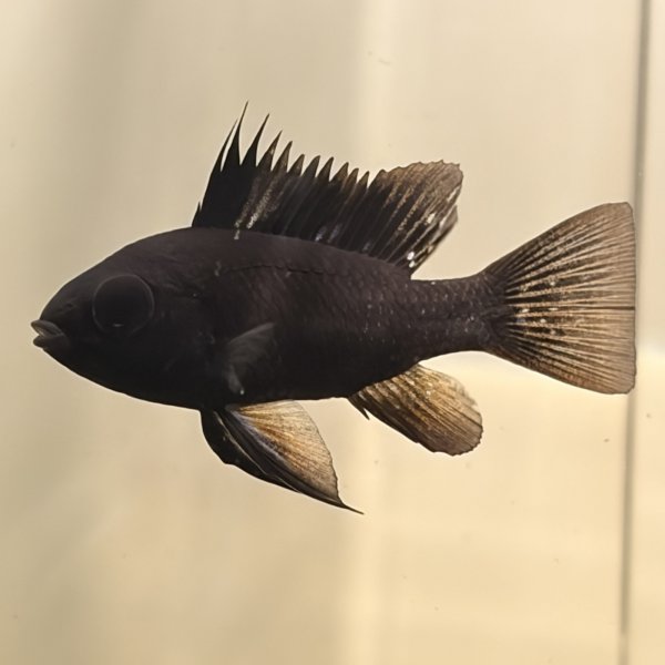 画像5: スーパーブラックラミレジィ 1ペア (5)