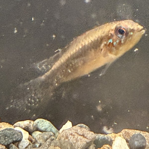 画像2: アピストグラマ エリザベサエ(リオネグロ) ペア WILD (2)