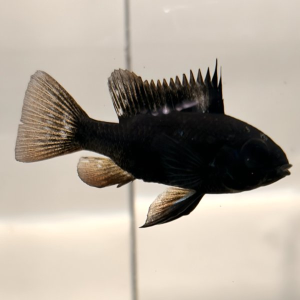 画像3: スーパーブラックラミレジィ 1ペア (3)