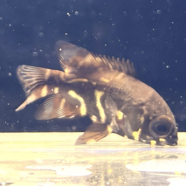 画像1: レッドベリーオスカー(4cm±)WILD (1)