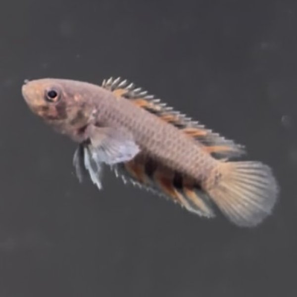 画像1: ミクロクテノポマ アンソルギー(4cm±) (1)