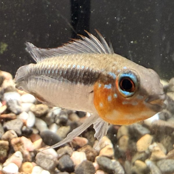 画像1: アピストグラマ エリザベサエ(リオネグロ) ペア WILD (1)