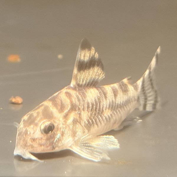 画像1: コリドラス ゼブリーナ(3cm±)ブリード (1)