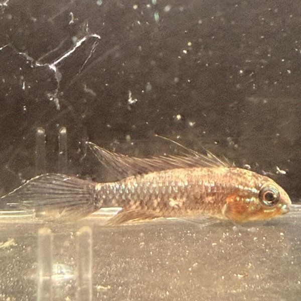 画像3: アピストグラマ エリザベサエ(リオネグロ) ペア WILD (3)