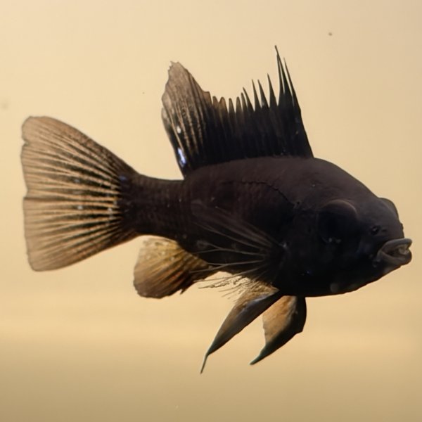 画像3: スーパーブラックラミレジィ 1ペア (3)