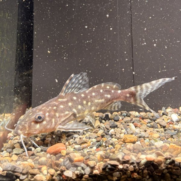 画像1: シノドンティス・アンジェリカス(11cm±)WILD (1)