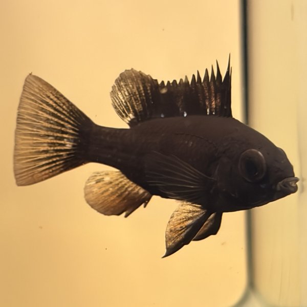 画像1: スーパーブラックラミレジィ 1ペア (1)