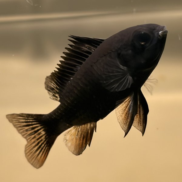 画像1: スーパーブラックラミレジィ 1ペア (1)