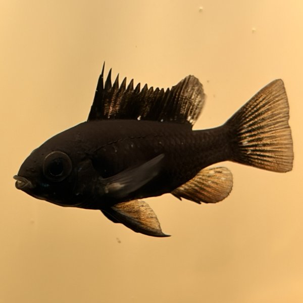 画像2: スーパーブラックラミレジィ 1ペア (2)