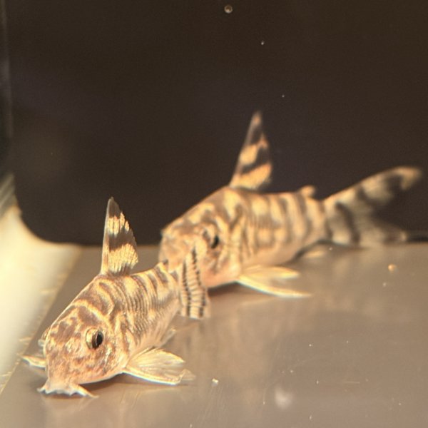 画像4: コリドラス ゼブリーナ(3cm±)ブリード (4)