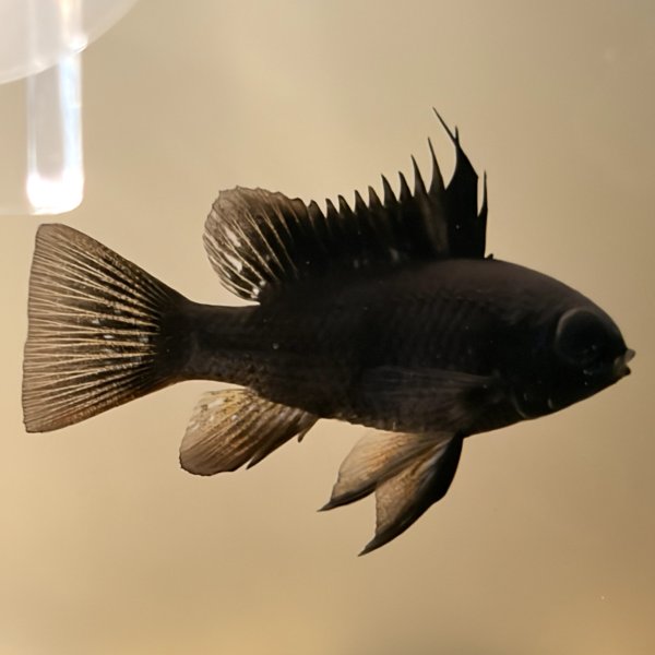 画像3: スーパーブラックラミレジィ 1ペア (3)