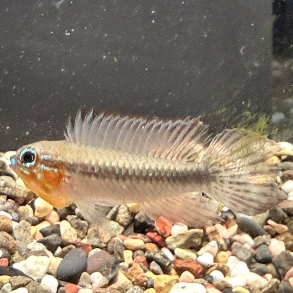 画像2: アピストグラマ エリザベサエ(リオネグロ) ペア WILD (2)