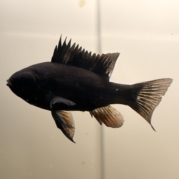 画像1: スーパーブラックラミレジィ 1ペア (1)