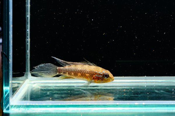 画像4: アピストグラマ エリザベサエ(リオネグロ) ペア WILD (4)