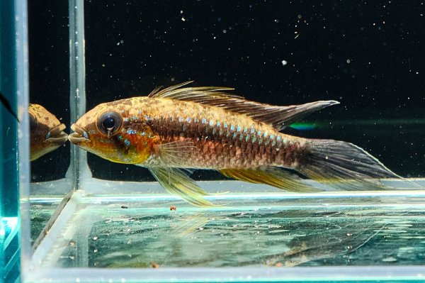 画像1: アピストグラマ エリザベサエ(リオネグロ) ペア WILD (1)