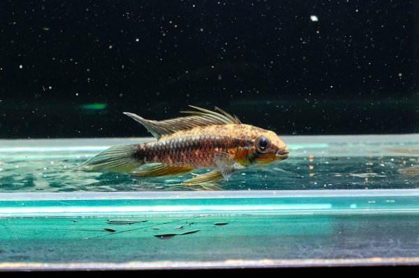 画像4: アピストグラマ エリザベサエ(リオネグロ) ペア WILD (4)