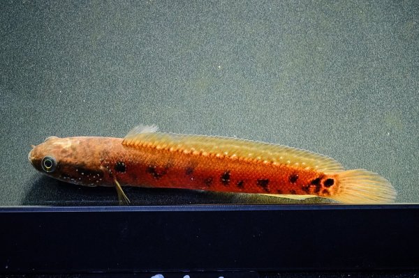 画像5: コウタイ スーパーレッド(13cm±) (5)