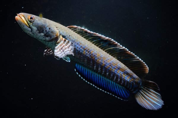 画像2: チャンナ オルナティピンニス(17cm±)WILD (2)