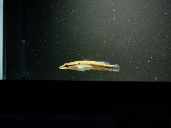 画像4: クレニキクラ ゼブリナ(7cm±) (4)
