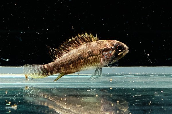 画像5: アピストグラマ エリザベサエ(リオネグロ) ペア WILD (5)