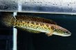 画像1: バイオレットスネークヘッド(16cm±)上物 WILD (1)
