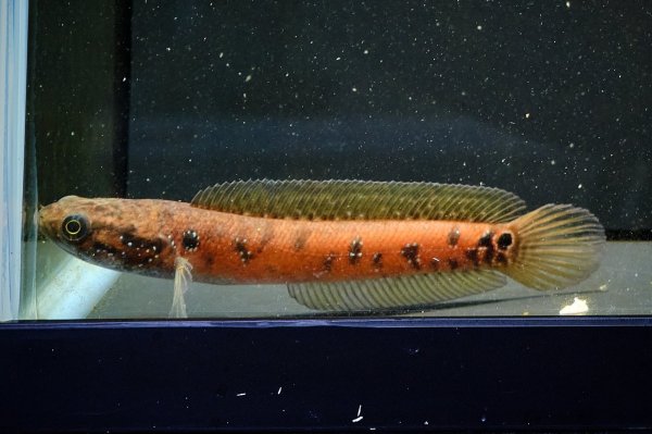 画像1: コウタイ スーパーレッド(13cm±) (1)