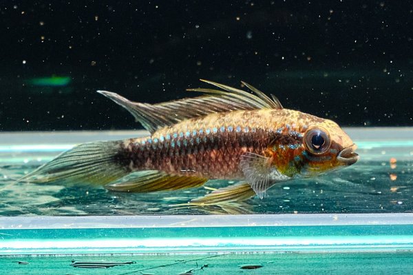 画像3: アピストグラマ エリザベサエ(リオネグロ) ペア WILD (3)