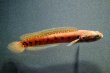 画像3: コウタイ スーパーレッド(13cm±) (3)