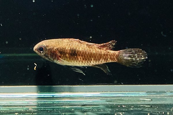 画像5: アピストグラマ エリザベサエ(リオネグロ) ペア WILD (5)