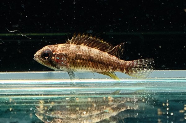 画像7: アピストグラマ エリザベサエ(リオネグロ) ペア WILD (7)