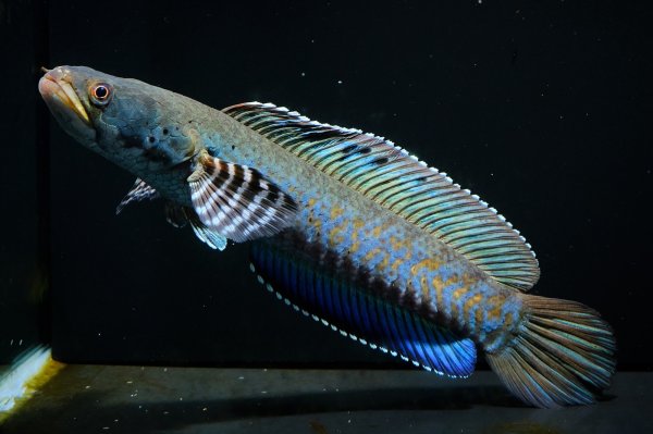 画像5: チャンナ オルナティピンニス(17cm±)WILD (5)