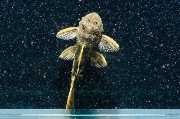 画像3: ウルトラスカーレットトリムプレコ(4cm±)ブリード (3)