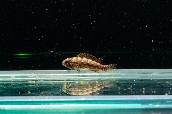 画像8: アピストグラマ エリザベサエ(リオネグロ) ペア WILD (8)