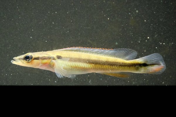 画像1: クレニキクラ ゼブリナ(7cm±) (1)