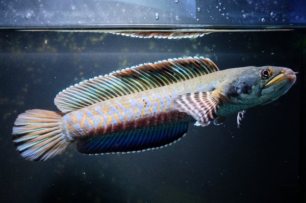 画像1: チャンナ オルナティピンニス(17cm±)WILD (1)