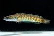 画像4: バイオレットスネークヘッド(20cm±)WILD (4)