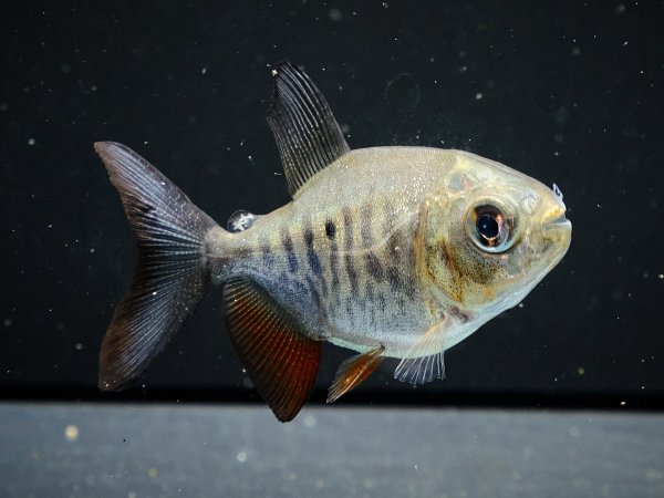 画像3: イエローコロソマ(5cm±)WILDサンフランシスコ (3)