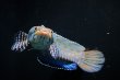 画像3: チャンナ オルナティピンニス(17cm±)WILD (3)