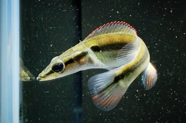画像3: クレニキクラ ゼブリナ(7cm±) (3)