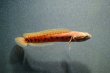 画像4: コウタイ スーパーレッド(13cm±) (4)