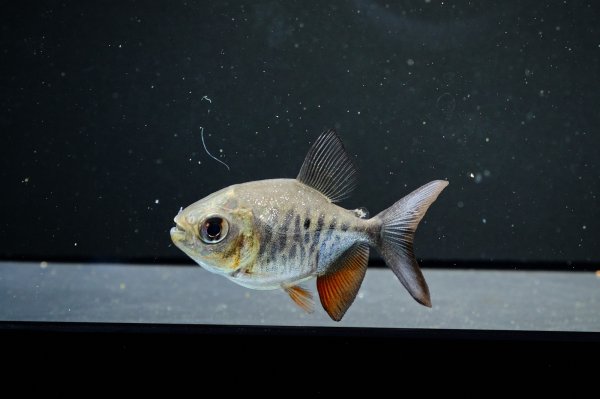 画像4: イエローコロソマ(5cm±)WILDサンフランシスコ (4)