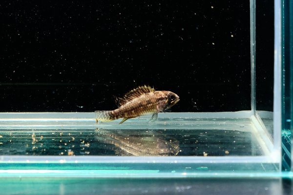 画像6: アピストグラマ エリザベサエ(リオネグロ) ペア WILD (6)